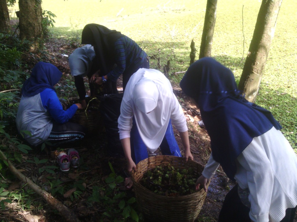 Pembersihan kiambang dari Situ Perikanan IPB (Hanifah)